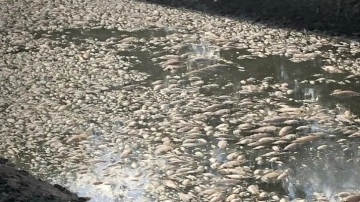 Nehir havzasında milyonlarca balık ölümü