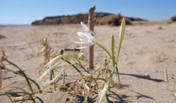 Nesli tehlikede olan kum zambakları Ayvalık’ta çiçek açtı