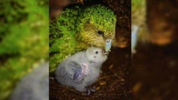 Nesli tükenmekte olan Kakapo papağanı için umut veren gelişme