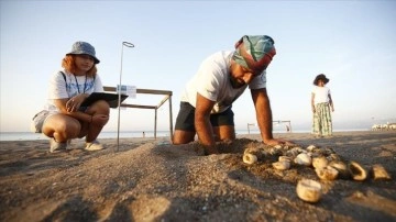 Otellerin sahillerine yuva yapan caretta carettalara "5 yıldızlı" hassasiyet