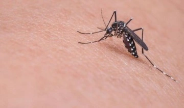 Prof. Dr. Kadıoğlu'ndan 'sivrisinek' uyarısı: Artış var