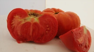 Safranbolu 'maniye' domatesi coğrafi işaretle tescillendi