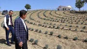 Safranbolu'da lavanta kokulu safran bahçeleri agroturizmi canlandıracak