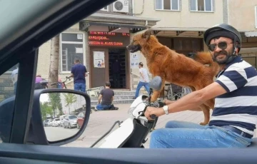 Sahibinin motosikleti üzerinde yolculuk yapan köpek ilgi çekti
