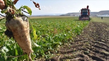 Şeker pancarı alım fiyatı belli oldu. Bakan Yumaklı açıkladı. Şeker pancarı fiyatı ne kadar oldu?