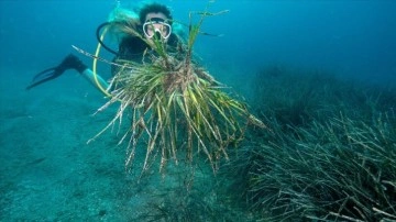 Teknelerin çapaları "Akdeniz'in akciğerleri" deniz çayırlarına zarar veriyor