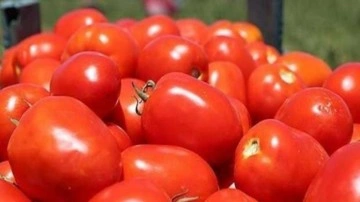 Türkiye'den 2 euroya domates alacaklar