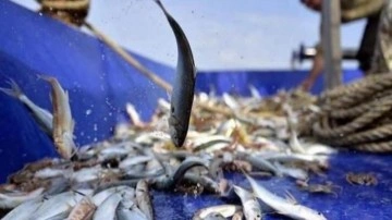 Yasaklara uymayan balıkçılara 5 milyon lira ceza kesildi