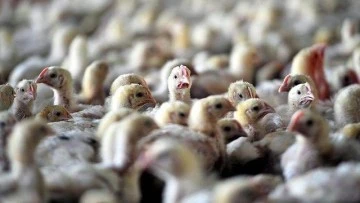 Yeni kriz,&quot;kuş gribi&quot;... 6.5 milyon tavuk itlaf edildi